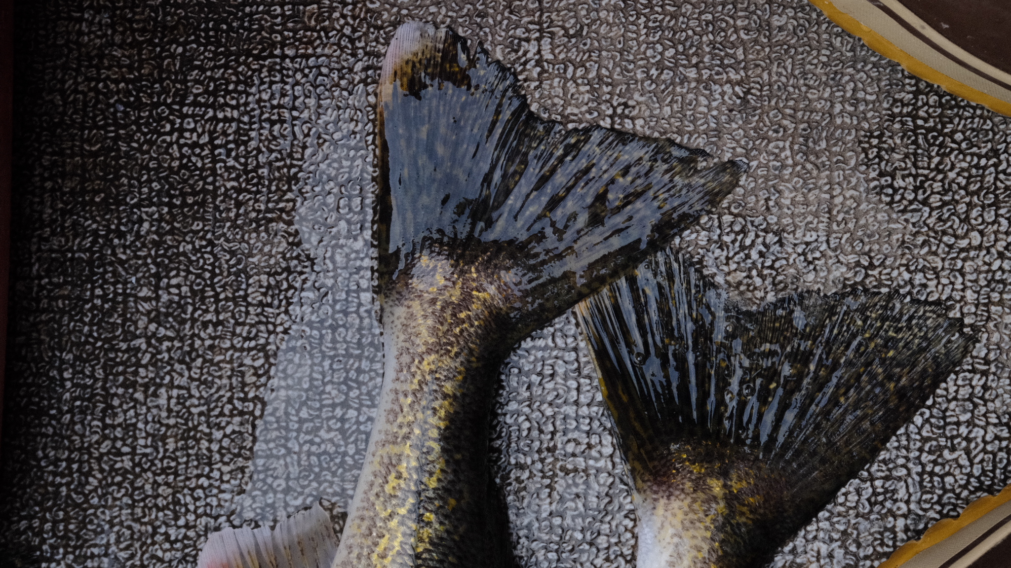 Fresh catch of the day