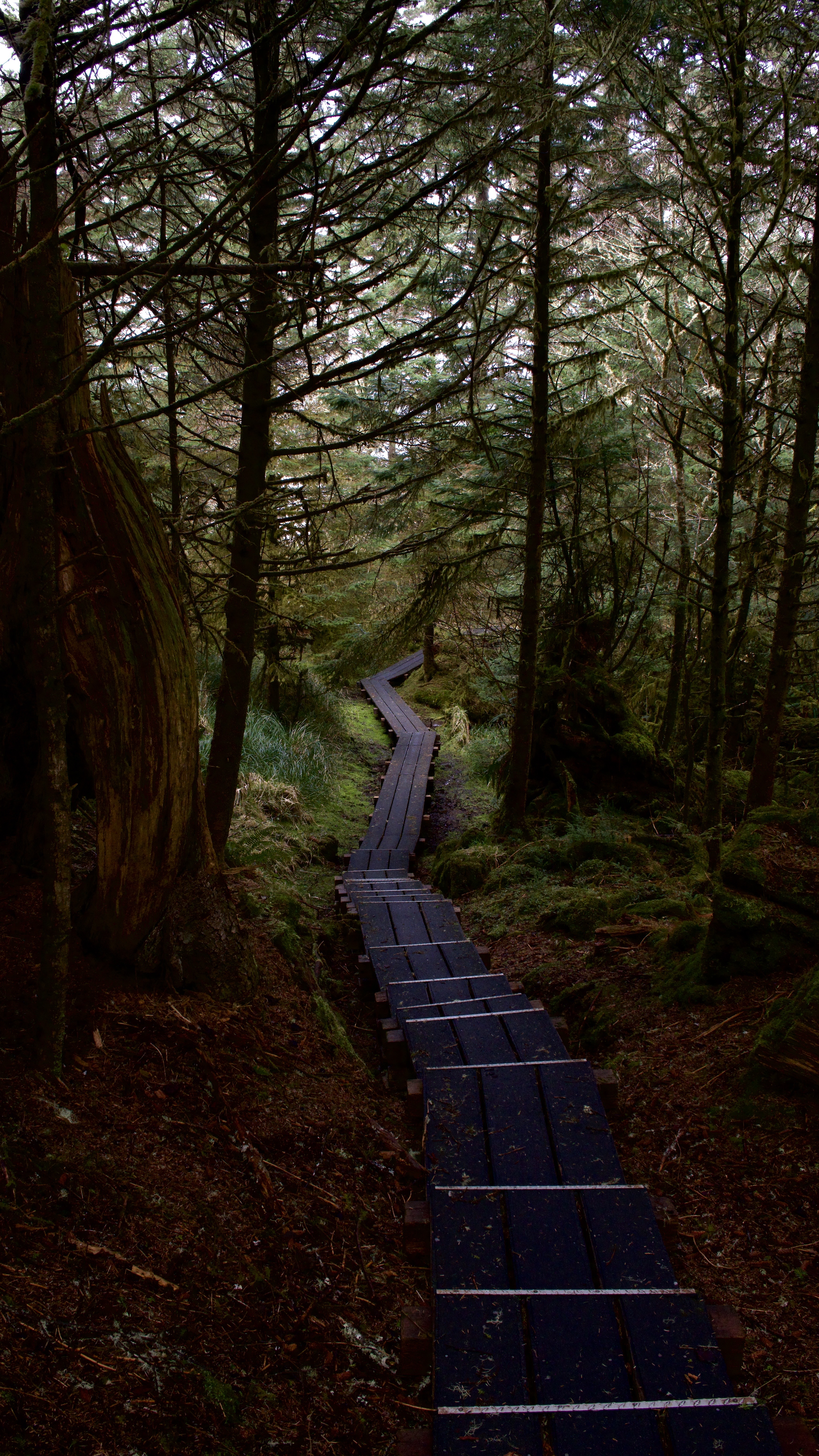 Winding boardwalk through old-growth forest
